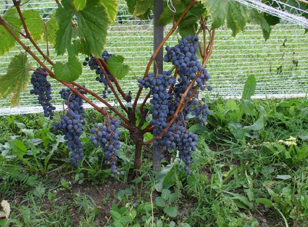 Cote St-Hermas Gite Au Vignoble Мирабель Экстерьер фото